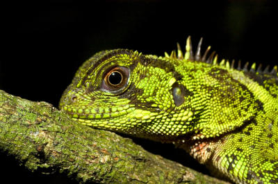 Dragon lizard .jpg