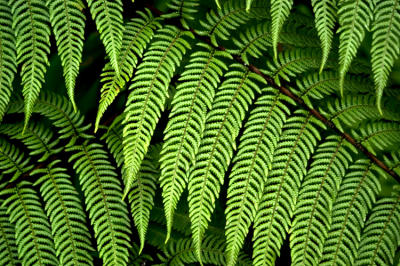 Fern