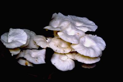Fungi
