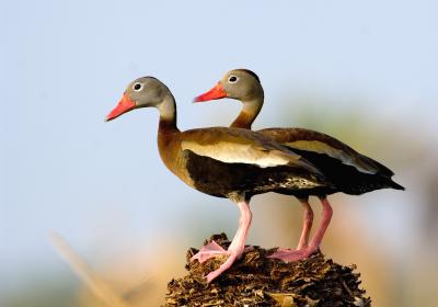 Black-bellied Whistling-Duck 2144