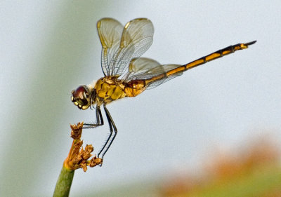 Dragonfly 3922