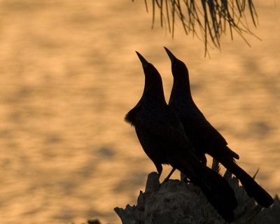 Boat-tailed Grackle  7668