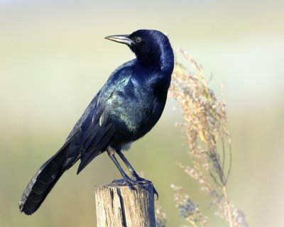 Boat-tailed Grackle   8170