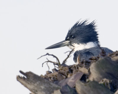 Belted Kingfisher  9030