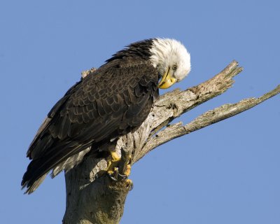 Bald Eagle   0900