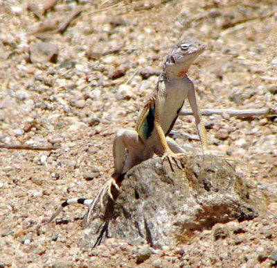 2010-06-21 Mohave Preserve  448.JPG