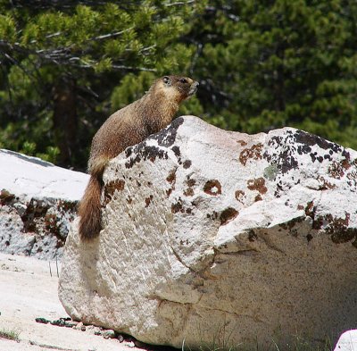 Yosemite Marmot