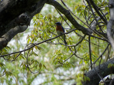 Eastern Bluebird