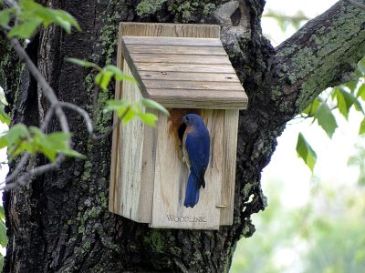 Eastern Bluebird