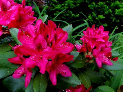 rhododendrum