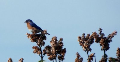 Adult Bluebird