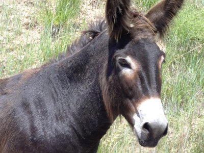 DSC01507 Burros Custer St Park SD HX100.jpg