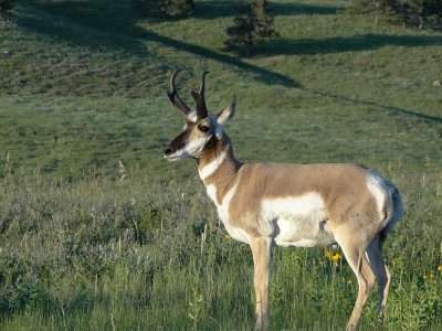 DSC01513 Pronghorn Custer St Park SD Hx100.jpg