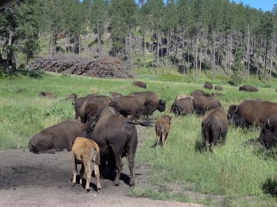 DSC01514 Buffalo Custer St Park SD Hx100.jpg