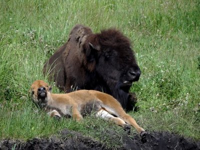 DSC01536 Buffalo Custer St Park SD Hx100.jpg