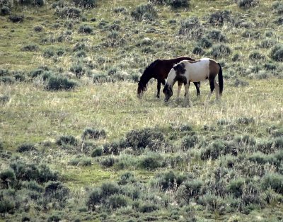 DSC01672  Wild Mustangs Wy HX100.jpg