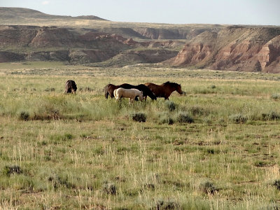 DSC01674  Wild Mustangs Wy HX100.jpg