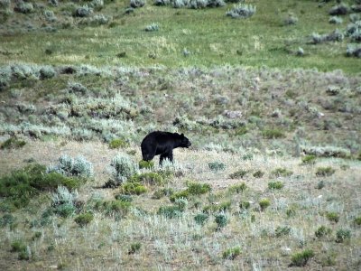 DSC01975   Bear Yellowstone Wy HX100.jpg
