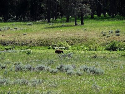 DSC02004 Bear Yellowstone Wy HX100.jpg