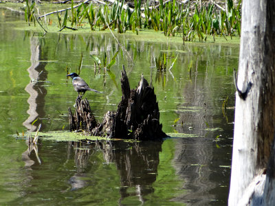 Grackle? on Water