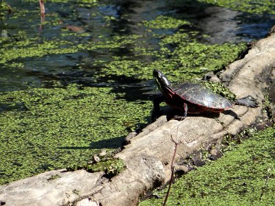 Painted turtle on Log