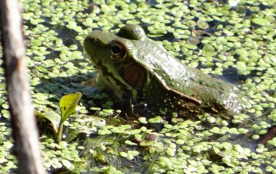 Green Frog