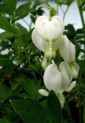 White Bleeding Hearts