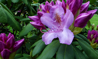 Rhododendron DSC00196.jpg