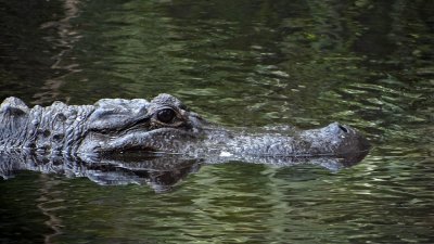 American alligator with Video
