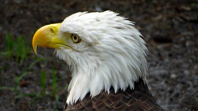 Bald Eagle 