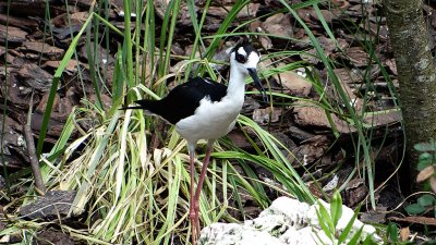 Black necked stilts 