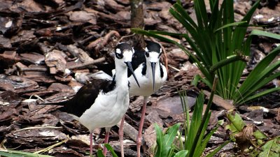 Black necked stilts 