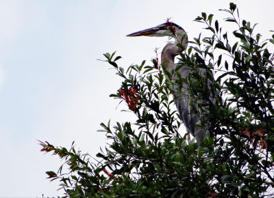 Great blue heron