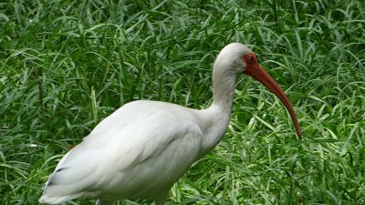 White ibis 