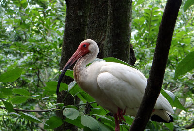White ibis 