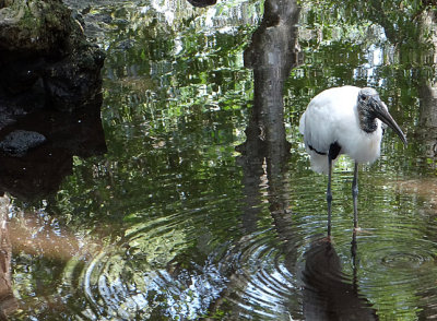 Wood stork with Video
