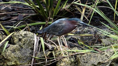 green heron
