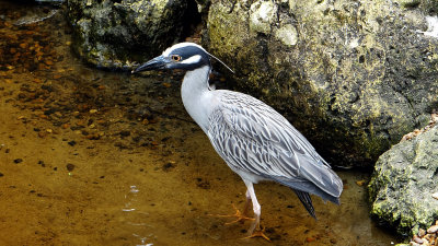 yellow-crowned night heron