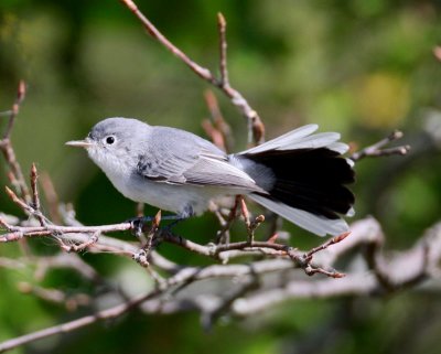 Blue-grey Gnatcatcher