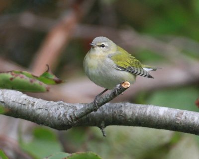 Tennessee Warbler