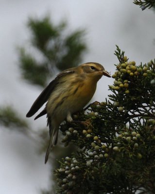 Blackburnian Warbler