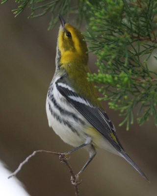 Black-throated Green Warbler