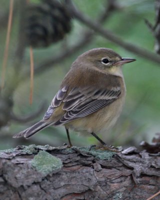 Pine Warbler