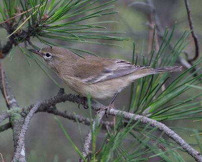 Pine Warbler