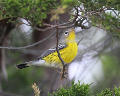 Magnolia Warbler