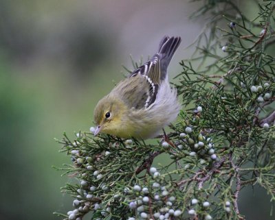 Blackpoll Warbler