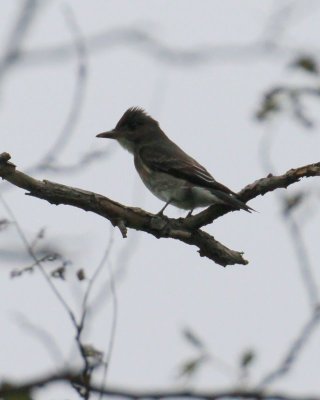 Olive-sided Flycatcher