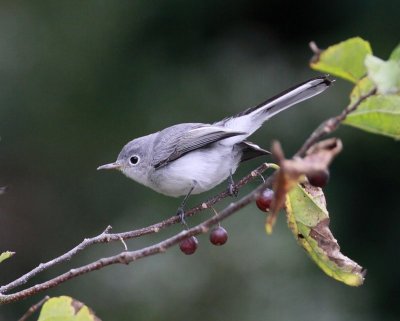 Blue-gray Gnatcatcher