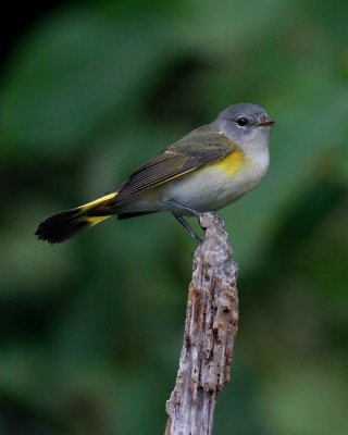 American Redstart