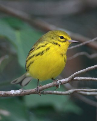 Prairie Warbler